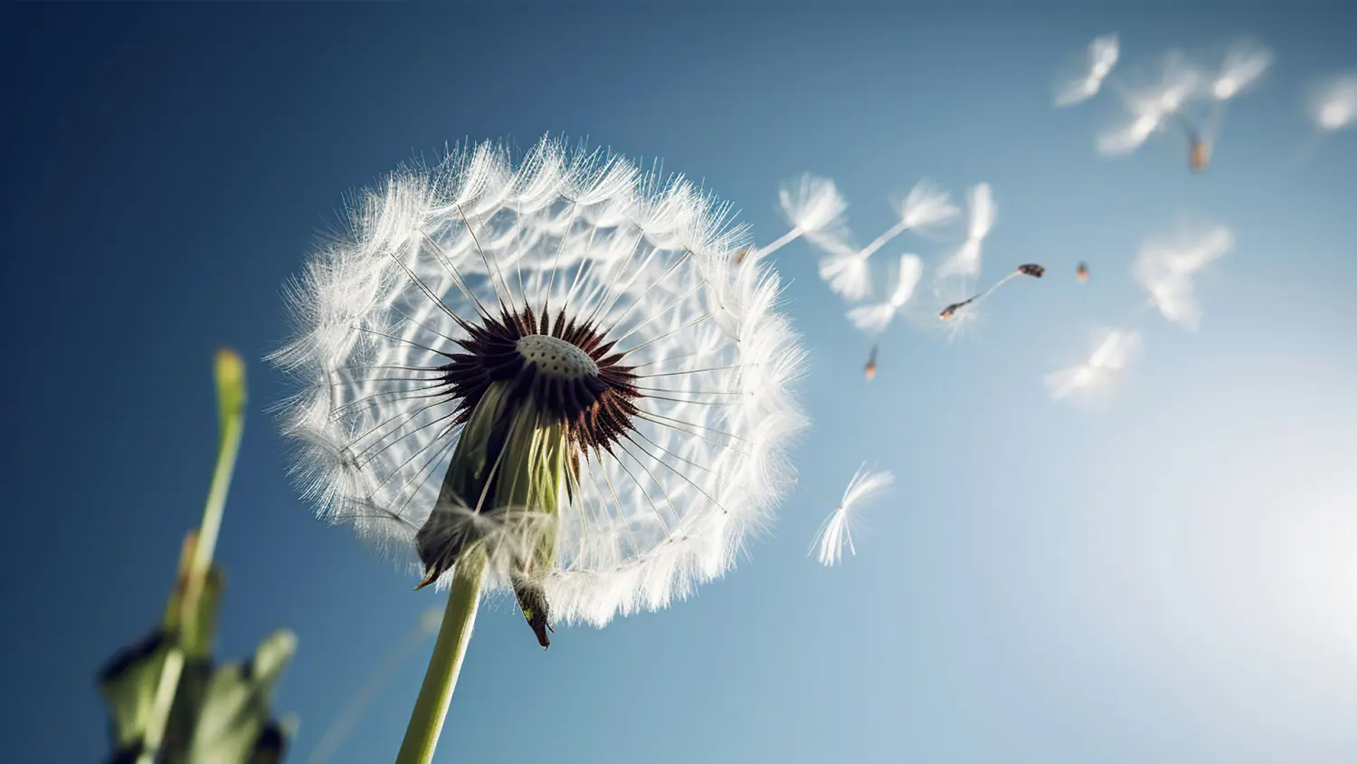 Pusteblume im Wind